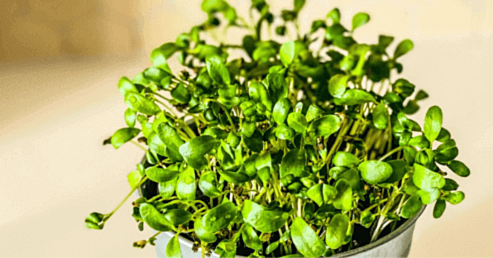 Garden Cress Benefits