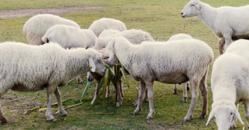 Groundbreaking Studies on Black Seed Oil's Impact on Sheep Growth and Reproduction