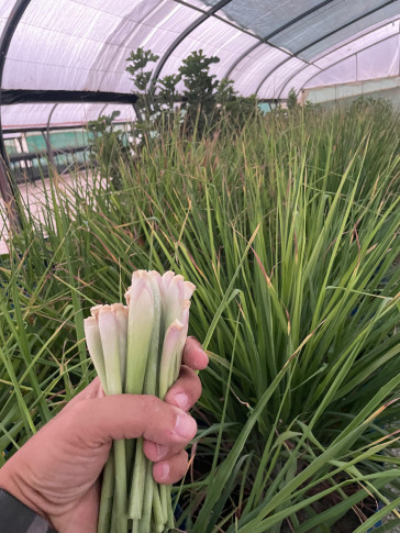 Aquaponic Herbs vs Traditional Farming for Essential Oils: The Future is Here