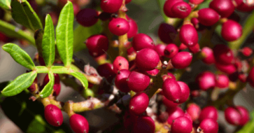 Pistacia Atlantica Oil