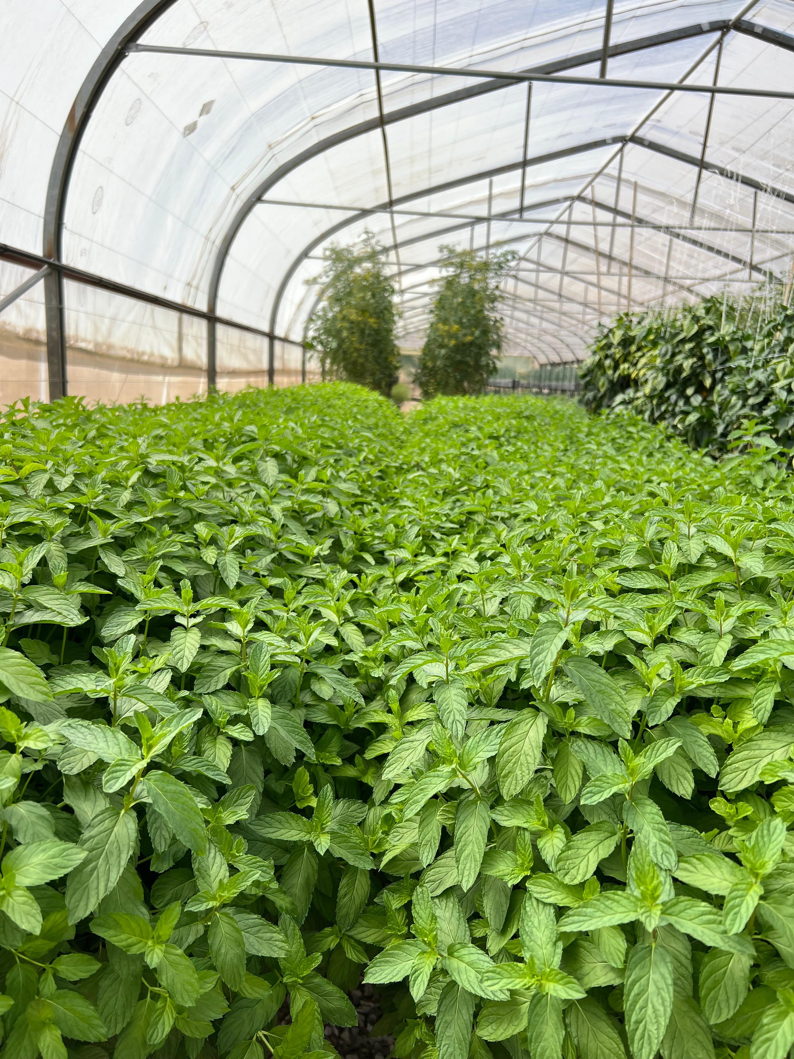 الزيوت العطرية بين الزراعة التقليدية والزراعة المائية التكاملية: المستقبل يبدأ من الأردن