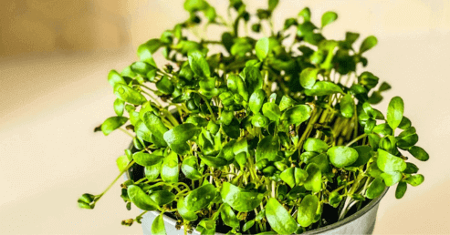 Garden Cress Benefits