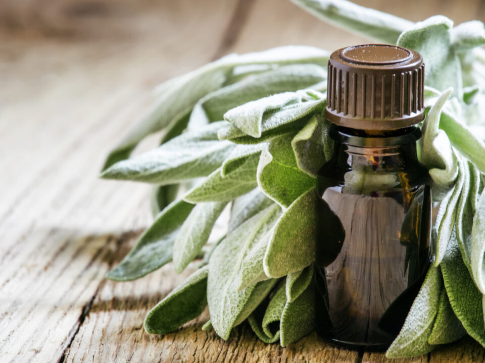 Potential Benefits of Sage and Sage Oil